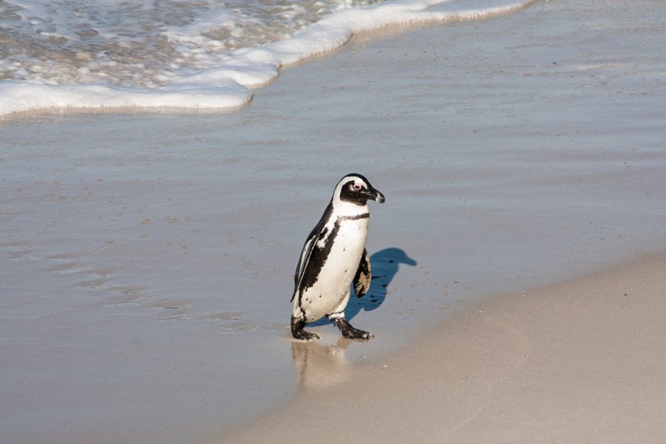 13511035_844497634743_984710409241774911_n