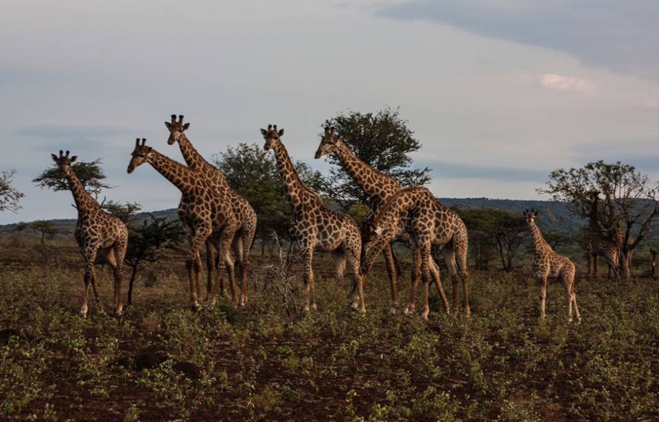 13516428_844504610763_6873605136692830805_n